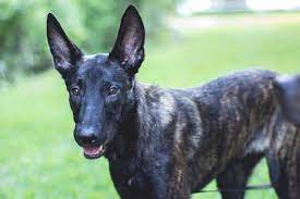 Short hair dutch german shepherd. Do Dutch Shepherds Have Webbed Feet Everything You Need To Know Anything German Shepherd