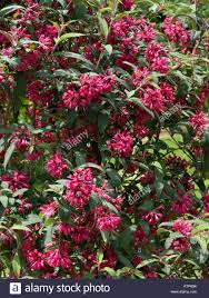 Maybe you would like to learn more about one of these? Home Garden Cestrum Elegans Red Cutting Other Home Garden