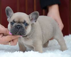 We list puppies from both breeders and dog rescues. For Sale Peanut Blue Fawn French Bulldog Puppy Boy With Blue Eyes Serious Inquiries To French French Bulldog Puppies French Bulldog Breed French Bulldog Blue