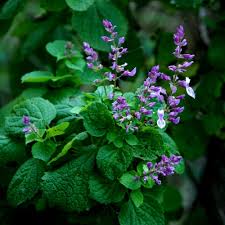 Image result for Syncolostemon