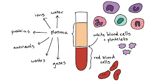 Components Of Blood Article Khan Academy