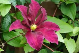 It is spread mainly through infected water and can be transported from location to location via leaf waste and organic. 10 Tips For Clematis Mygarden Com