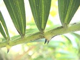 pin by stephen chen on 棕櫚科省藤屬台灣水藤calamus formosanus becc flowers