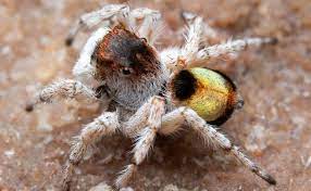Dancing Peacock Spiders Turned An Arachnophobe Into An Arachnologist Spider Spider Species Beautiful Bugs