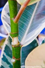 A stem cutting of such ficus plants, even only one with a single leaf, does have a dormant bud, found at the leaf base. How To Propagate A Rubber Plant By Air Layering Joy Us Garden