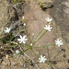 Image result for Eustachys paspaloides