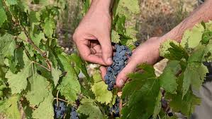 Photo  Pendant les vendanges on fait preuve d'humilit face  la nature ...