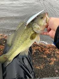 kozy! さんの 2022年05月14日のブラックバスの釣り・釣果情報(山梨県 - 山中湖) - アングラーズ | 釣果600万件の魚釣り情報サイト