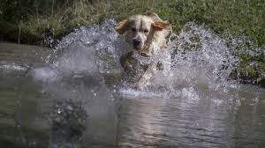 Englischer garten muenchen hunde erlaubt. Eine Ferien Tour Fur Hunde Durch Munchen Munchen Sz De