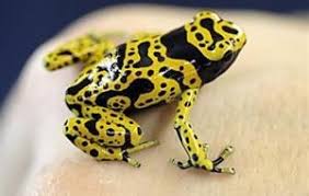 Black And Yellow Frog Animal Crossing Pin By June Washington On Frogs Poison Dart Frogs Dart Frog Frog