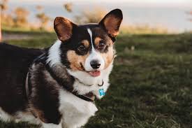 Check out the google business page of a chiropractic clinic you are thinking about visiting. Bethany Family Pet Clinic 63 Photos 101 Reviews Veterinarians 15166 Nw Central Dr Portland Or United States Phone Number