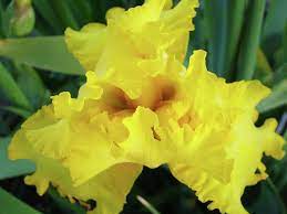 Counties Flowers Of Scotland Wigtownshire Yellow Iris Www Facebook Com Flowerofworld Www Flowerhomes Flower Meanings Iris Flower Pictures Flower Pictures
