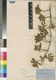 Image result for Ipomoea pes-tigridis