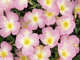 Evening Primrose Flower Information In Marathi