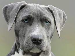 Check spelling or type a new query. 1082x1922px Free Download Hd Wallpaper Focus Photography Of Grey Dog During Daytime Gray And White American Pit Bull Terrier Puppy Wallpaper Flare