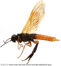 Image result for Pycreus nitidus