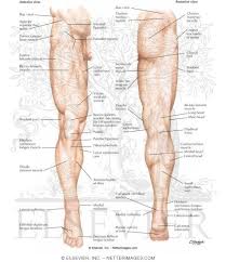 Area include the base of the ribcage and the lumbar spine in the lower back. Lower Limb Surface Anatomy