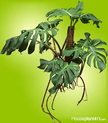 Split Leaf Philodendron How To Grow Care Houseplant 411 Philodendron Monstera Philodendron Philodendron Care