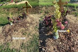 We did not find results for: Hol Van Ilyenkor A Csalad Molnar Aniko Tette Rendbe Gesztesi Karoly Sirjat Borsonline