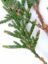 Image result for didymascella thujina