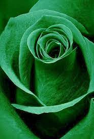 flores green rose beautiful rose flowers green flowers