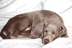 Image result for výmarský dlouhosrstý ohař