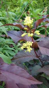 Maybe you would like to learn more about one of these? Diervilla X Splendens El Madrigal