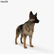 German Shepherd Hd 3d Model Animals On Hum3d