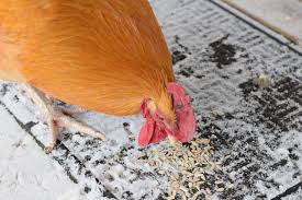 Check spelling or type a new query. The Loneliest Rooster A Chicken Story Whole Fed Homestead