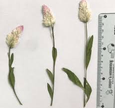 60pcs Pressed Dried Natural Celosia Cristata L Flower Plants Herbarium For Jewelry Postcard Phone Case Invitation Card Diy Artificial Dried Flowers Aliexpress
