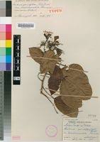 Image result for Berlinia grandiflora