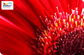  Warna Merah Memberikan Kesan Ceria Dan Berani Tertarik Untuk Mengaplikasikan Warna Merah Ke Hunian Sahabat