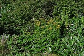 Image result for Senecio auriculatissimus