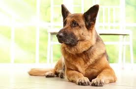 New york county, new york, ny id: 10 Reasons Why To Adopt A German Shepherd