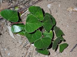 Image result for Stephania abyssinica