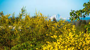 Snap Crackle And Pop Scotch Broom Sweeps Seattle The Horticult