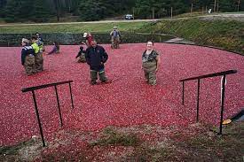 Scenes From The Annual Cranberry Harvest Celebration New England Today