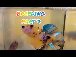 Breedingbettafish Anakan Umur 1 Hari Youtube Di 2020 Ikan Cupang Betta Ikan