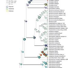 Image result for Neoschumannia cardinea