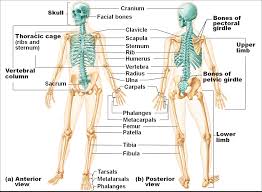 We did not find results for: What Part Of The Skeletal System Includes The Bones Of The Skull Spine Ribs And Sternum Socratic