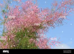 Image result for tamarix ramosissima pink cascade