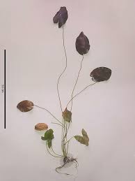 Image result for Nymphaea divaricata