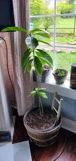 Starting From Just The Seed This Avocado Plant Has Really Taken Off In Just A Little Over A Year Fun To Watch Grow And A Gr Avocado Plant Plants House Plants