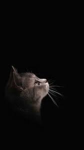 Banyak orang menyukai kucing karena kucing sangat menarik dan banyak di mitai. El Pensamiento Lleva A Un Trance Que Hasta Ellos Quedan Maravillados De Lo Que Hay Y Lo Que Falta Por Descubrir Piaraan Kucing Cantik Hewan