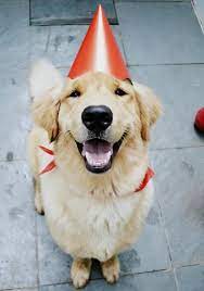 Guess Who Had A Party A While Back Birthday Dogs Happy Birthday Dog Retriever Puppy