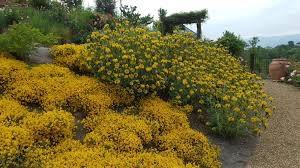 We did not find results for: Realizzare Una Scarpata Fiorita Parte I Mondorose E Fiori
