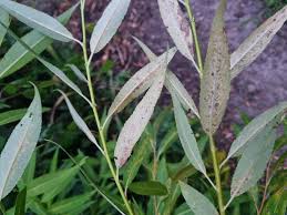 Image result for venturia saliciperda willow tree