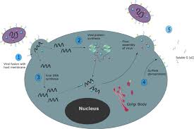 Вирус саркомы рауса, вср — онкогенный ретровирус, открытый п. Revisiting Respiratory Syncytial Virus S Interaction With Host Immunity Towards Novel Therapeutics Springerlink
