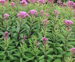 The origin of the common name of this plant is uncertain however the most prevalent theory holds that it refers to a native american named joe pye (jopi), who used this. Sweet Joe Pye Weed Kahikatea Farm Certified Organic Nursery And Permaculture Farm