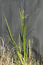 Image result for Scleria